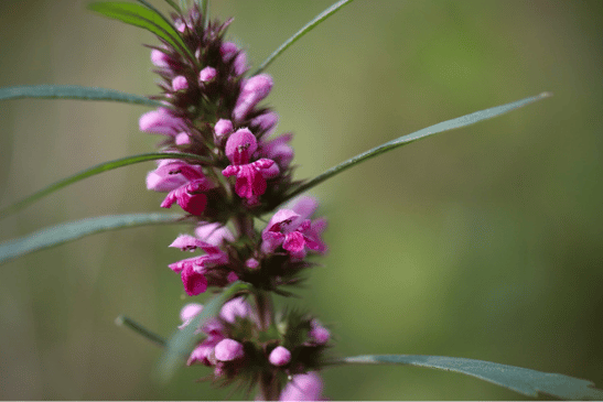 Motherwort Has Amazing Benefits For Your Body