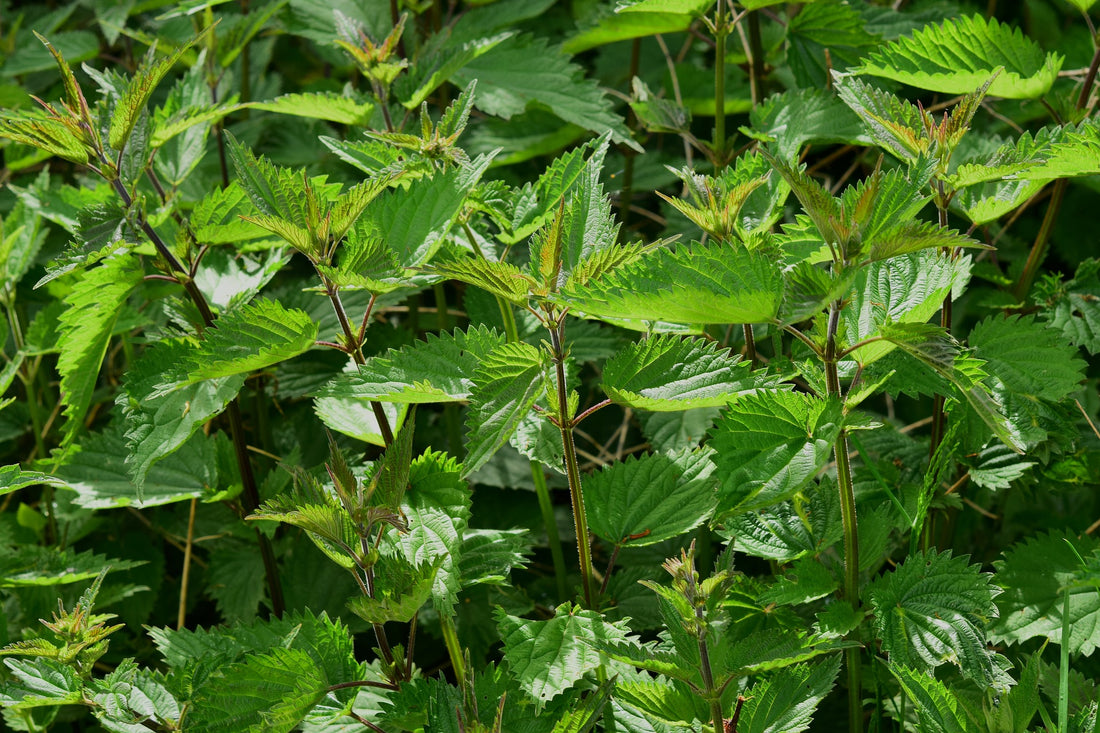Nettle leaf tincture in an amber bottle