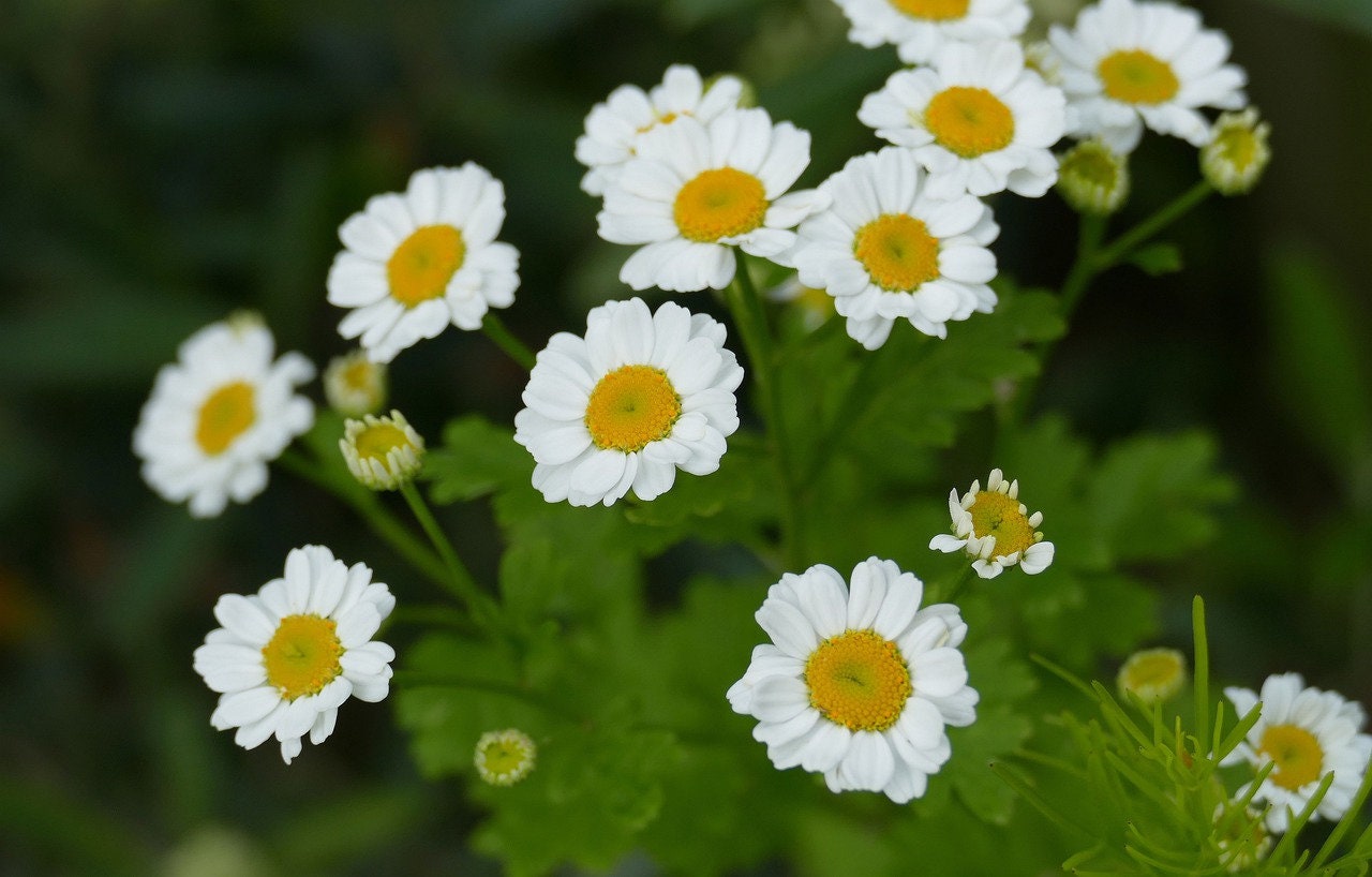 feverfew flowers