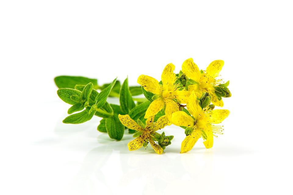 St. John's Wort Tincture - Organic, Herbal Care