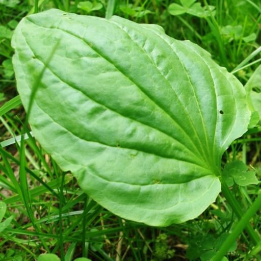 plantain leaf